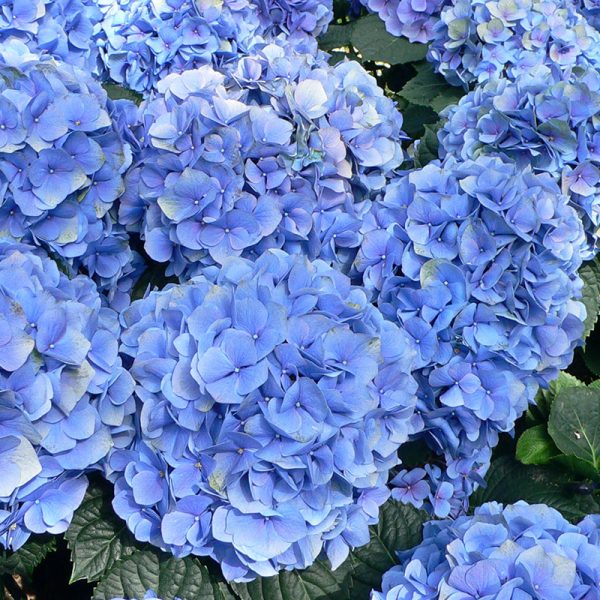 Hydrangea