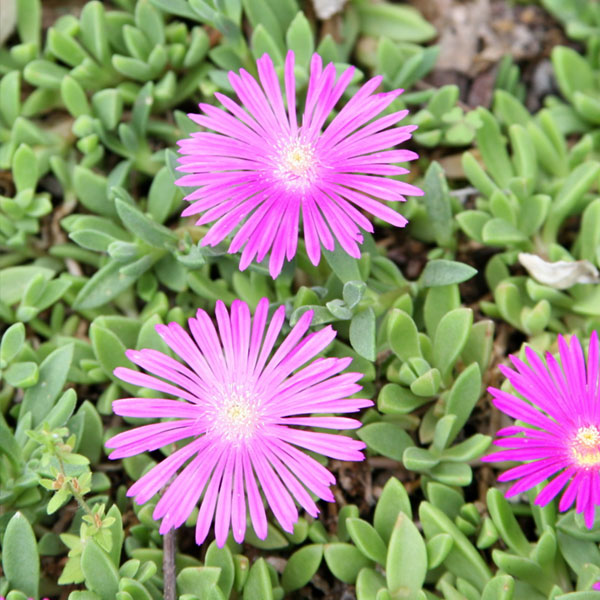 Ice Plant