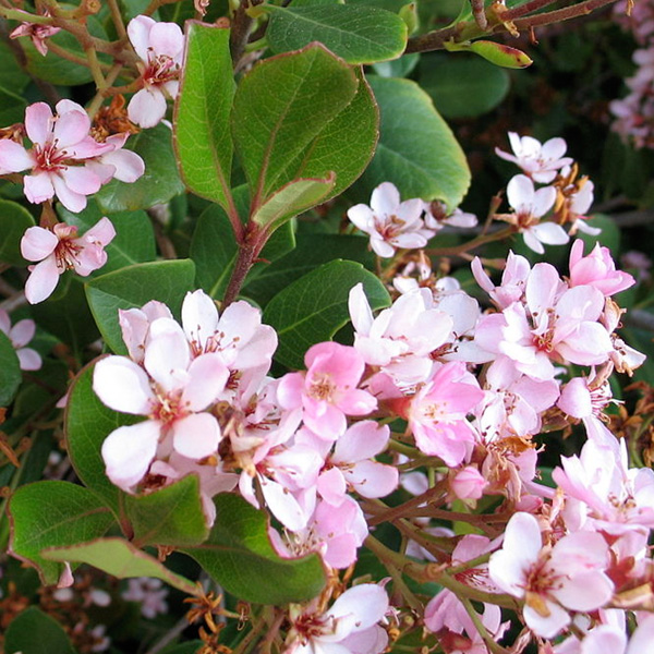 Indian Hawthorn