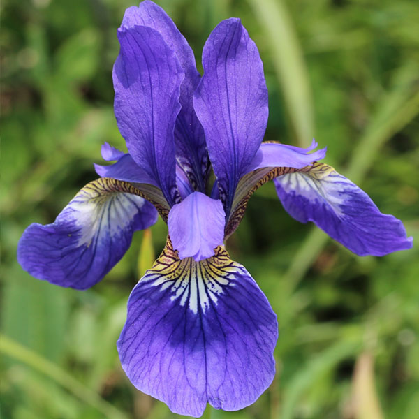 Iris