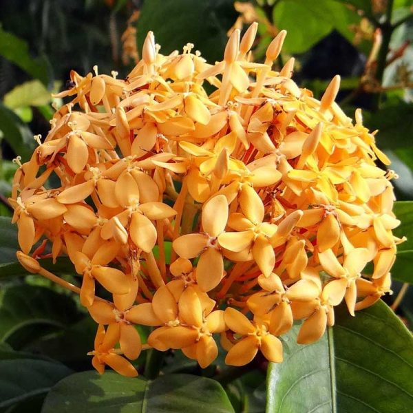 Ixora