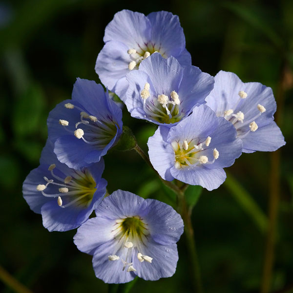 Jacobs Ladder