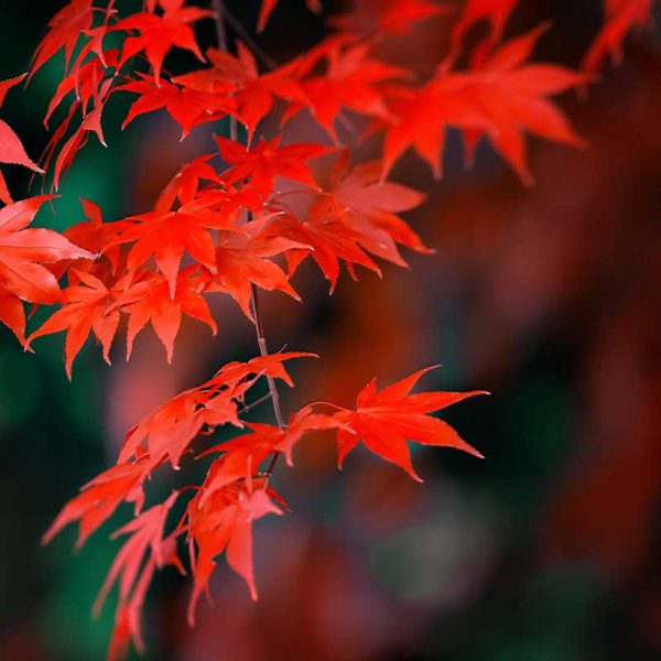 Japanese Maple