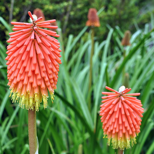 Kniphofia