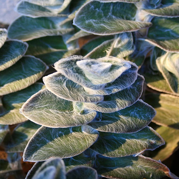 Lambs-Ear