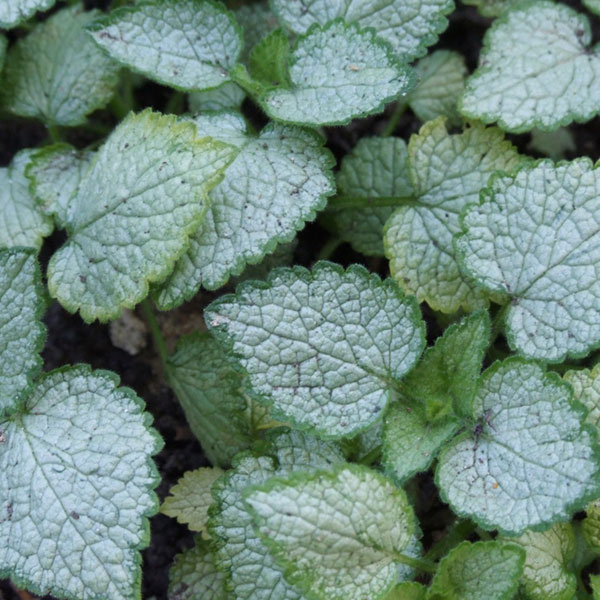 Lamium