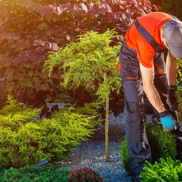 Landscaper at work