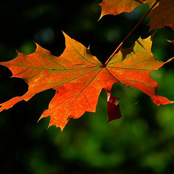 Fall Leaves