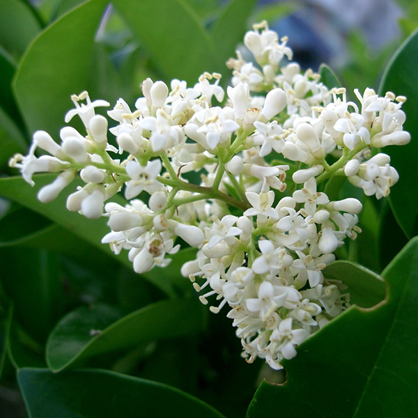 Ligustrum