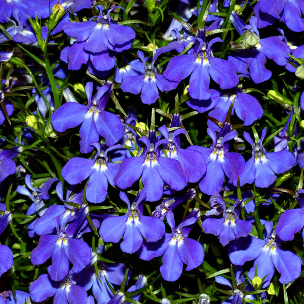 Lobelia