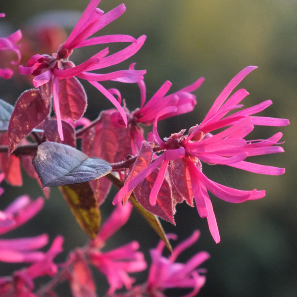 Loropetalum