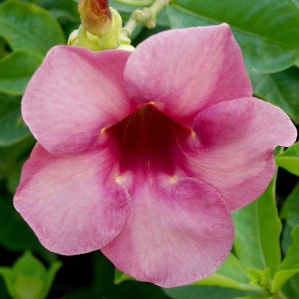 Mandevilla