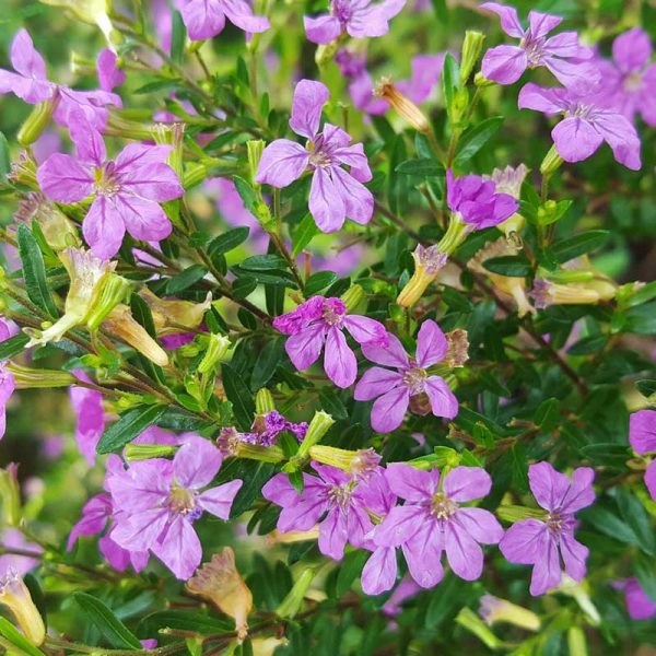 Mexican Heather