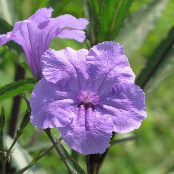 Mexican Petunia