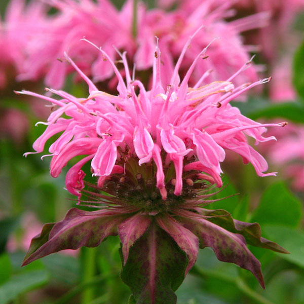 Monarda