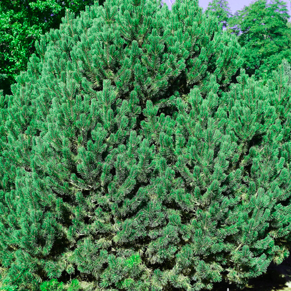 Mugho Pine