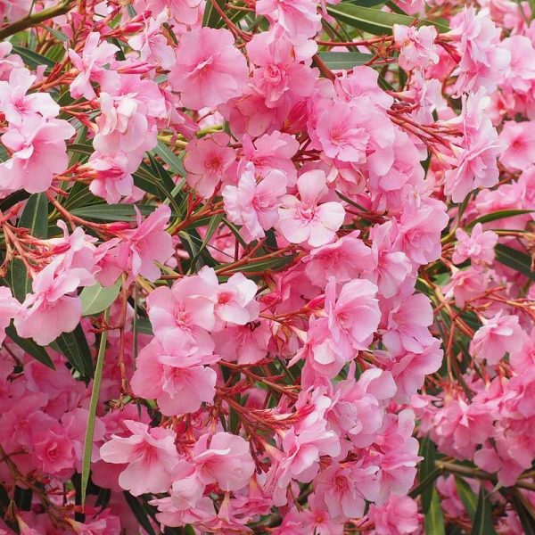 Oleander