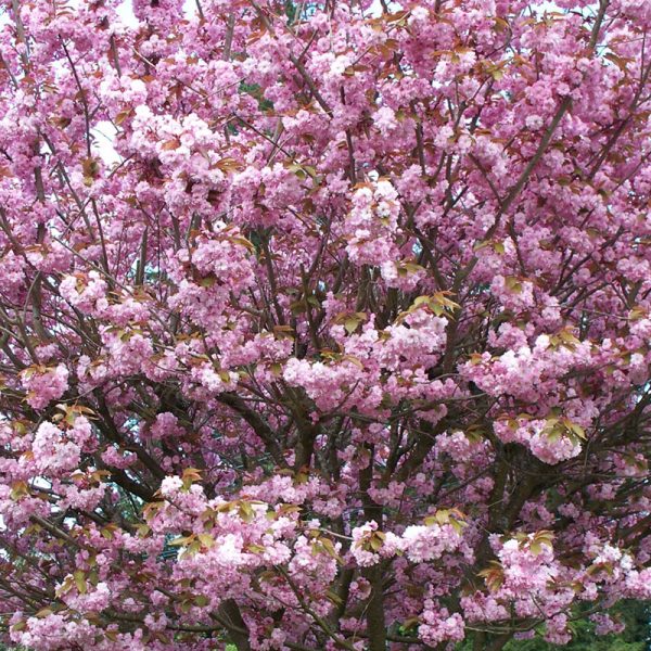 Ornamental Cherry