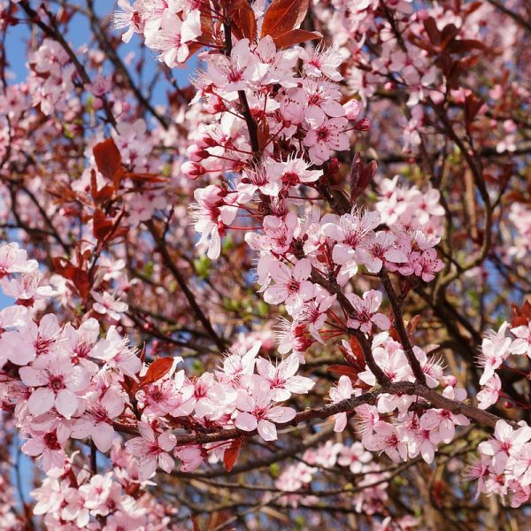 Ornamental Plum