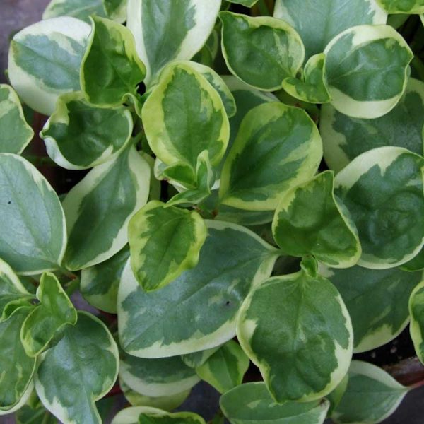 Peperomia