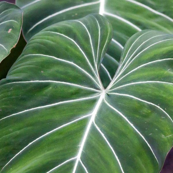 Philodendron