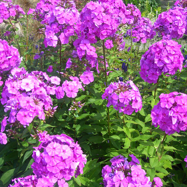 Phlox