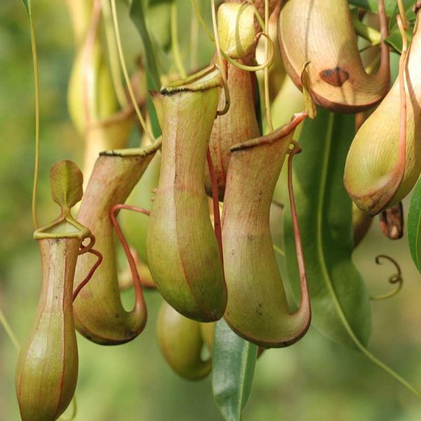 Pitcher Plant