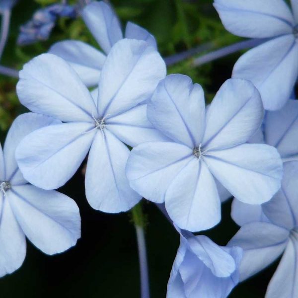 Plumbago