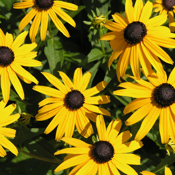 Rudbeckia