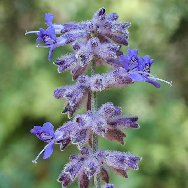 Russian Sage