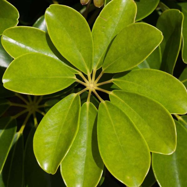 Schefflera