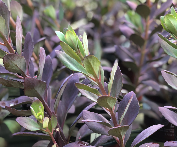 Sedum Plum Dazzled