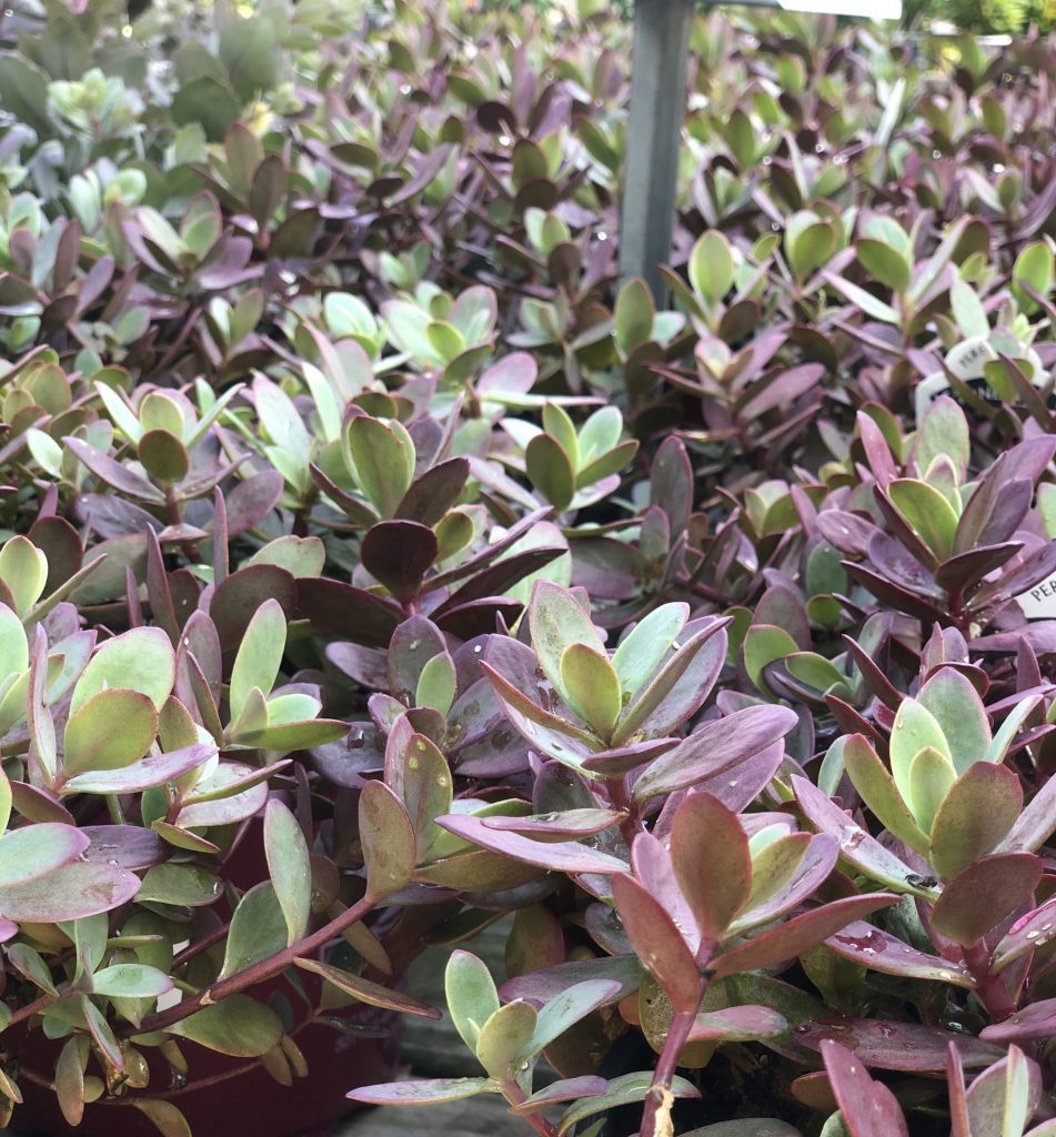 Firecracker Sedum