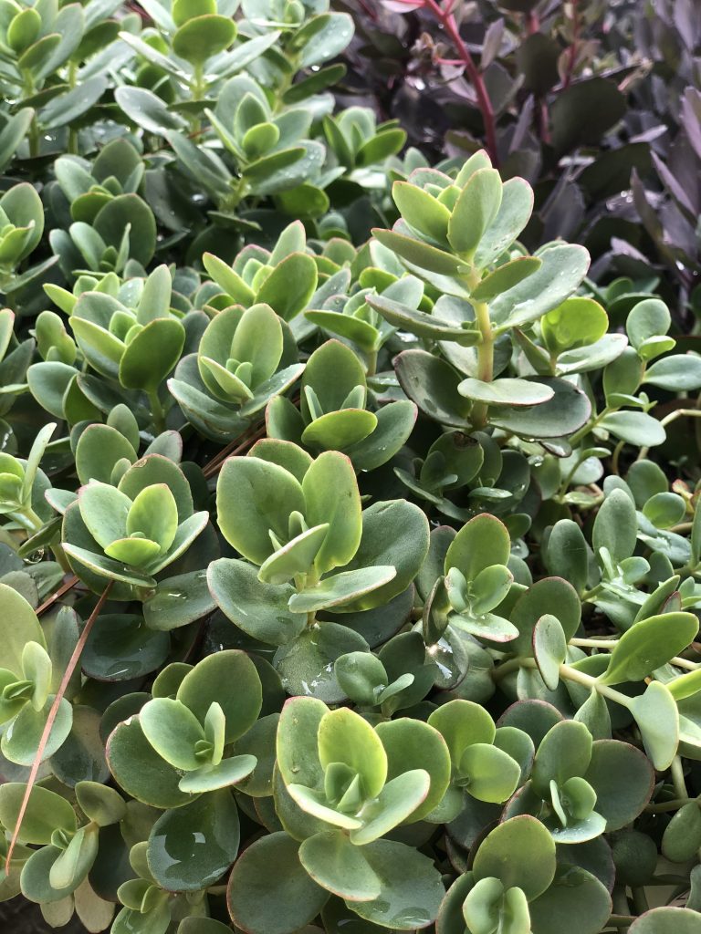 Lime Zinger Sedum