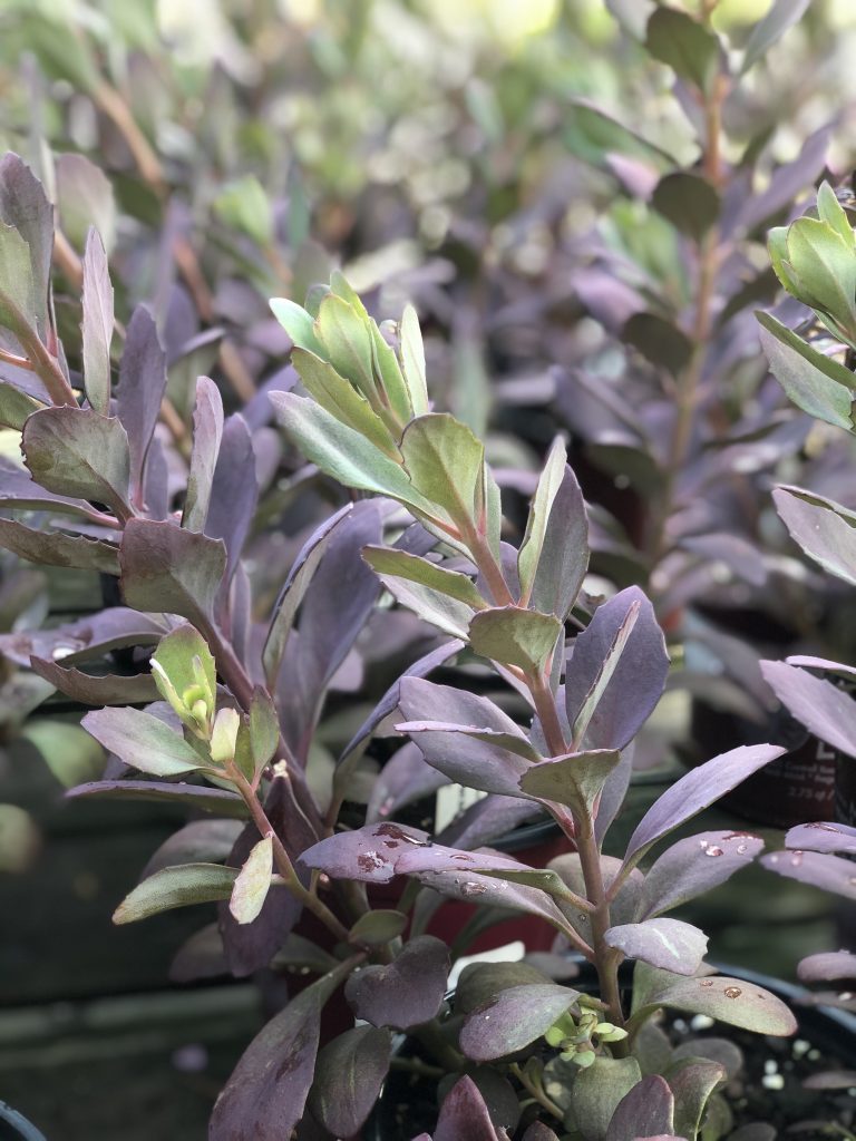 Sedum Plum Dazzled