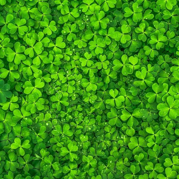 Shamrock Plant