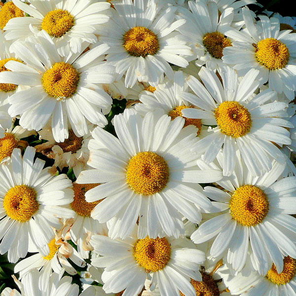 Shasta Daisy