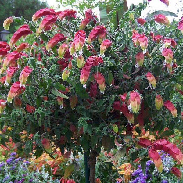 Shrimp Plant