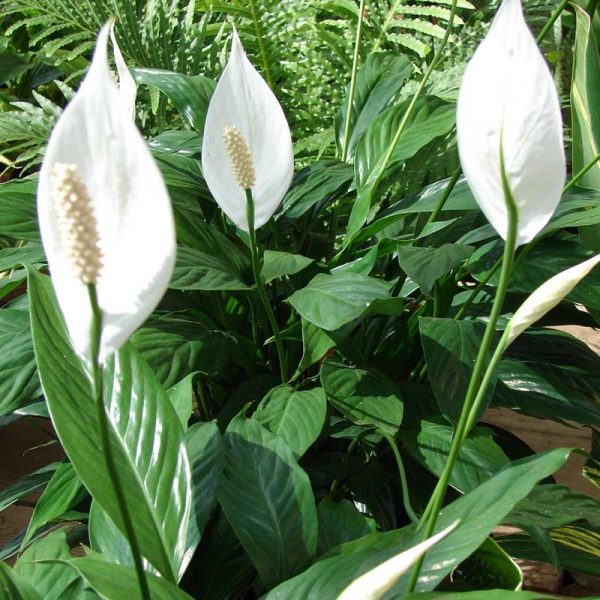 Spathiphyllum