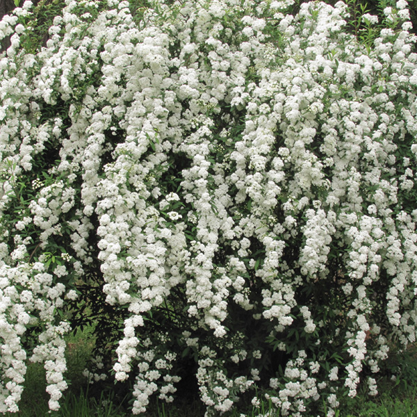 Spirea