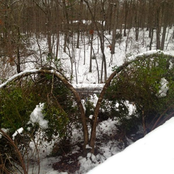 Split Holly ice storm damage