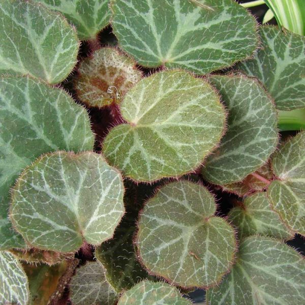 Strawberry Begonia