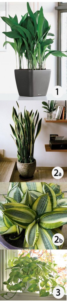 Super-easy-houseplants