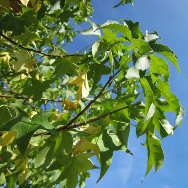 Sweet Gum