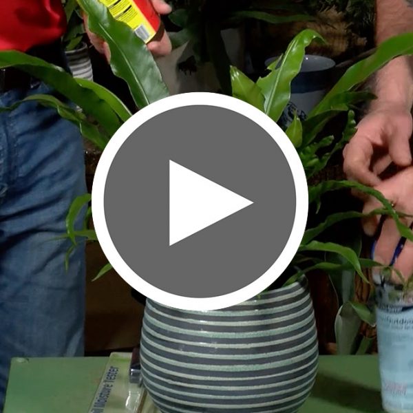 Thumbnail for The Proper Care of Houseplants Video - The Good Earth Garden Center