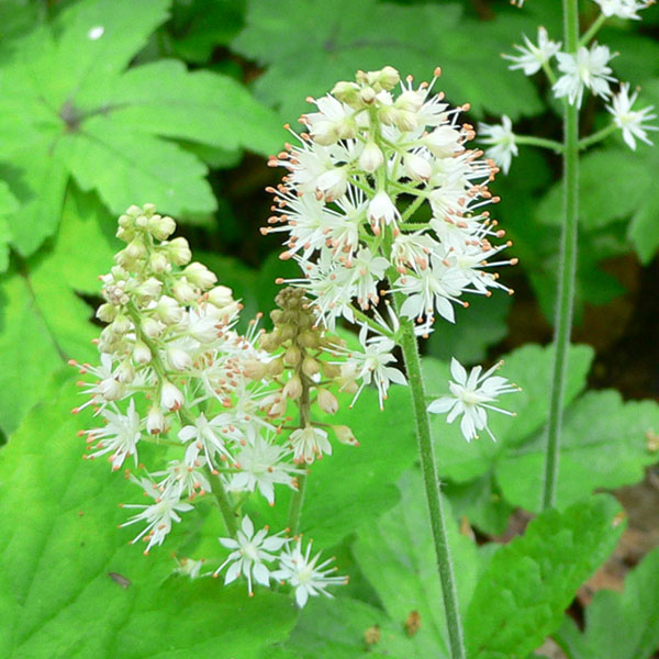 Tiarella