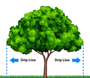 Tree drip line