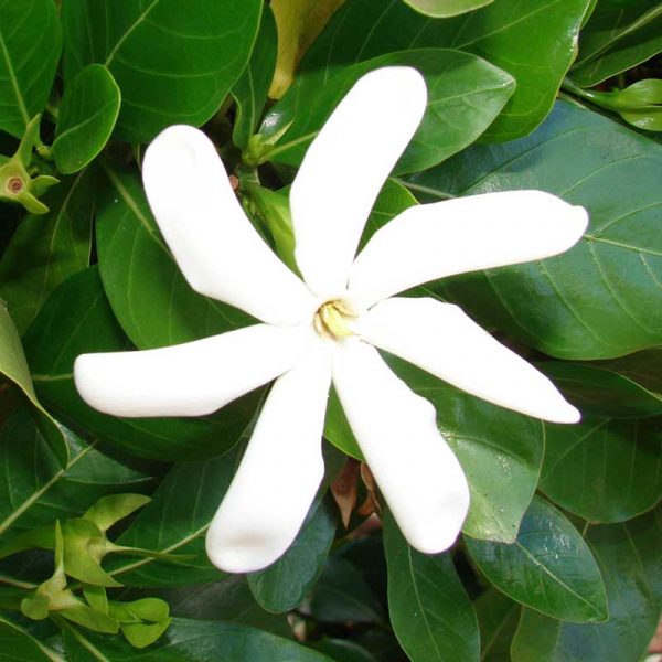 Tropical Gardenia