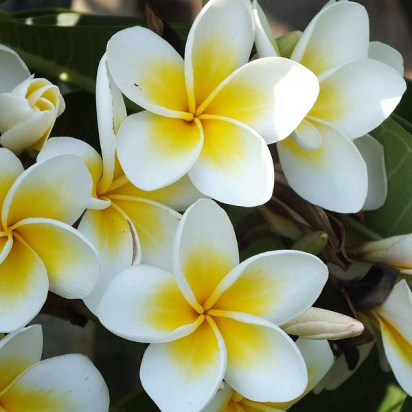 Tropical Jasmine