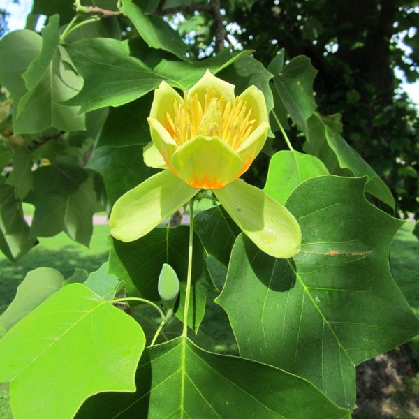 Tulip Poplar